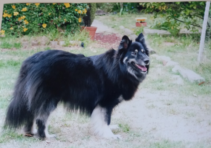 Tuuli of the Trish family