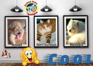 Nensky of the Trish family