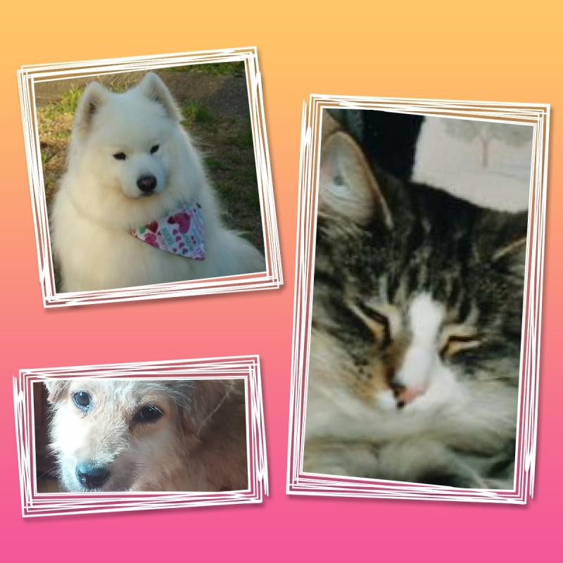 Nensky of the Trish family