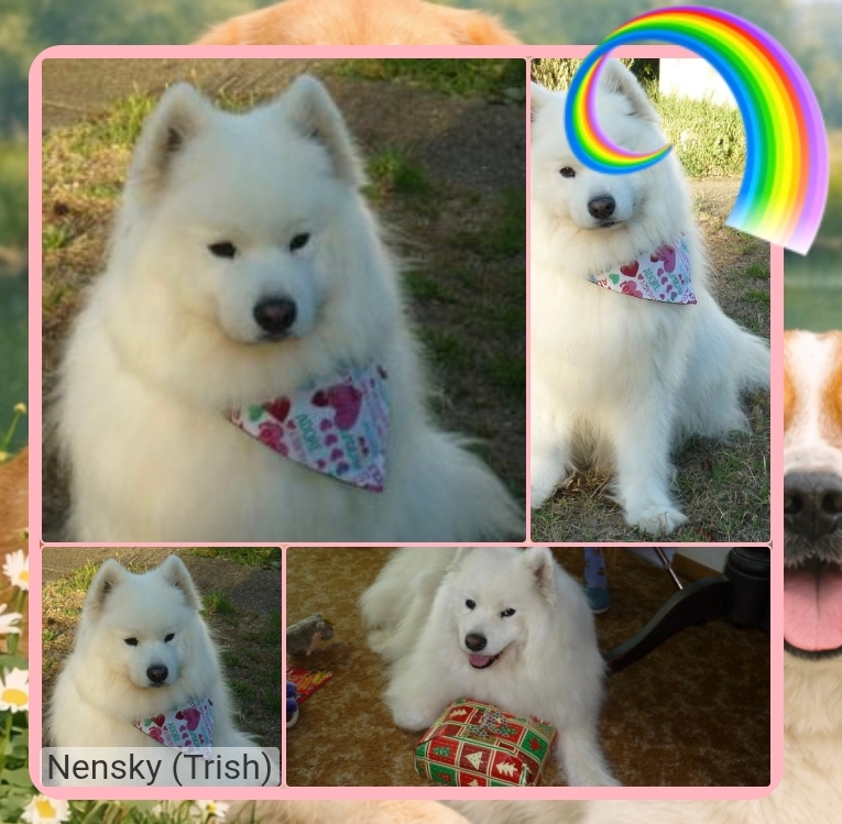 Nensky of the Trish family
