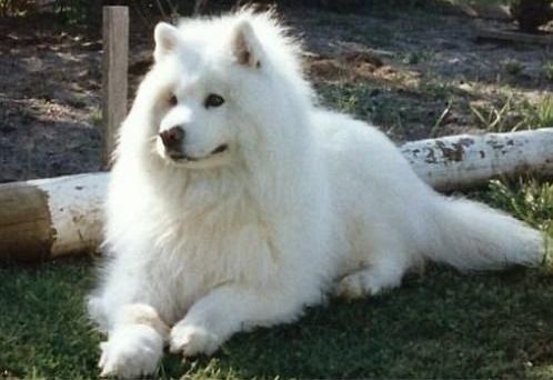 Roly of the Trish family