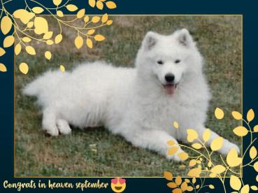 Roly of the Trish family