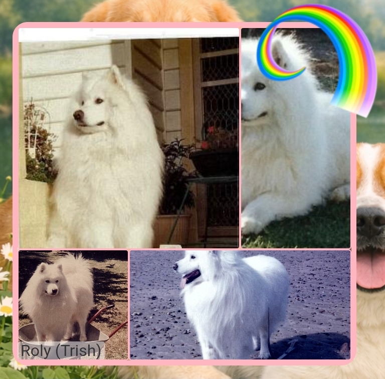 Roly of the Trish family