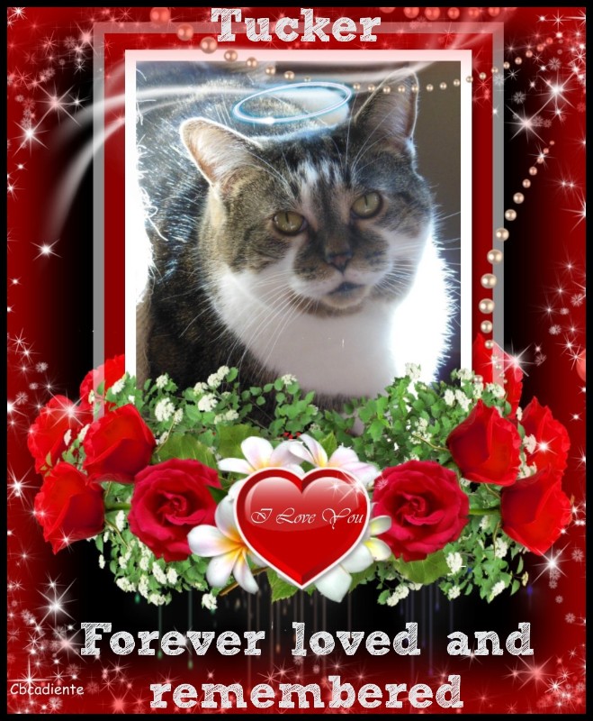 TuckersMom uploaded   41  day/s  ago