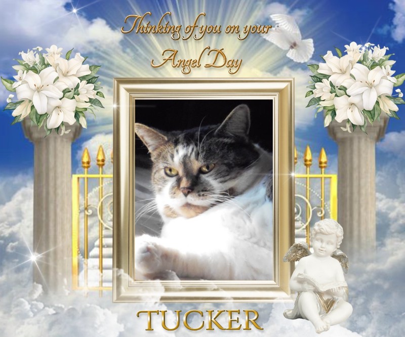 TuckersMom uploaded   41  day/s  ago