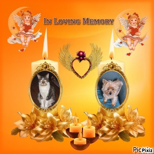 TuckersMom uploaded   41  day/s  ago