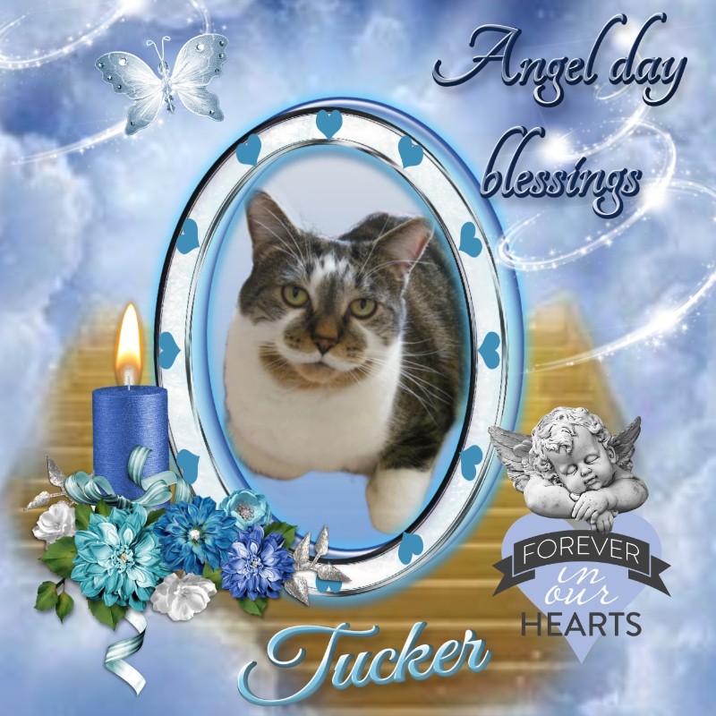 TuckersMom uploaded   41  day/s  ago