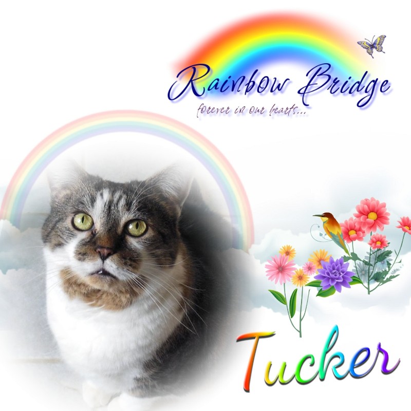 TuckersMom uploaded   2 year/s ago