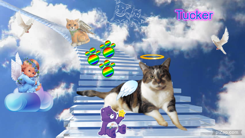 TuckersMom uploaded   41  day/s  ago