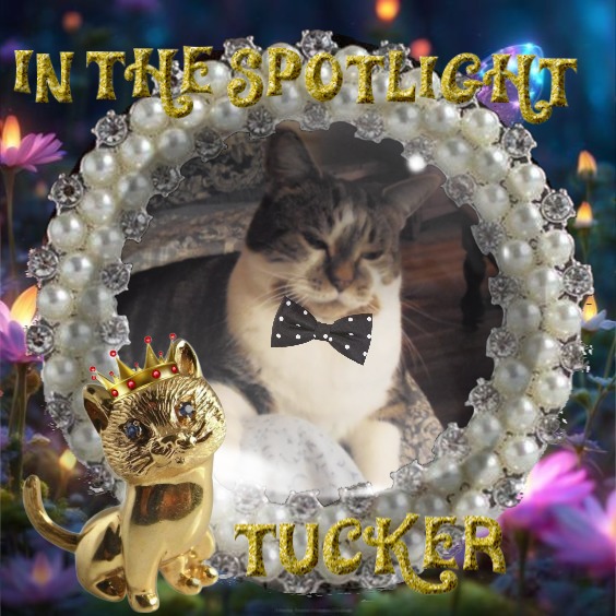 TuckersMom uploaded   2 year/s ago