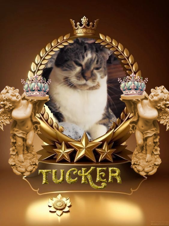 TuckersMom uploaded   2 year/s ago