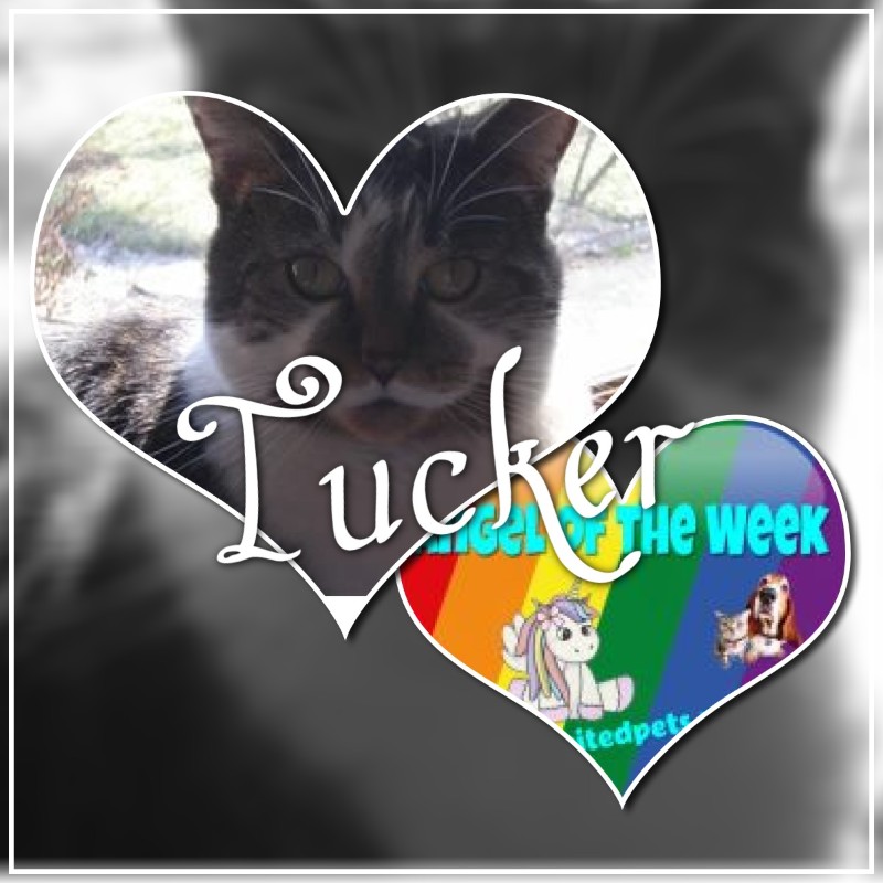 TuckersMom uploaded   2 year/s ago