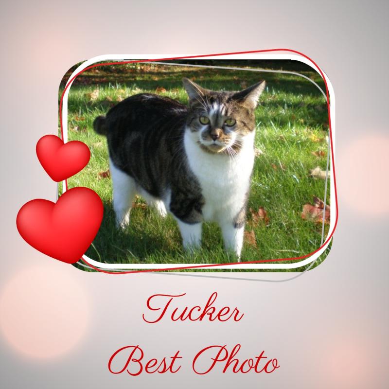 TuckersMom uploaded   41  day/s  ago