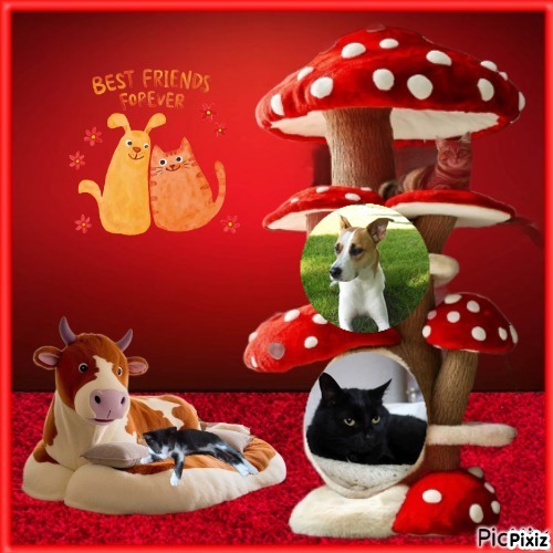 TuckersMom uploaded   50  day/s  ago