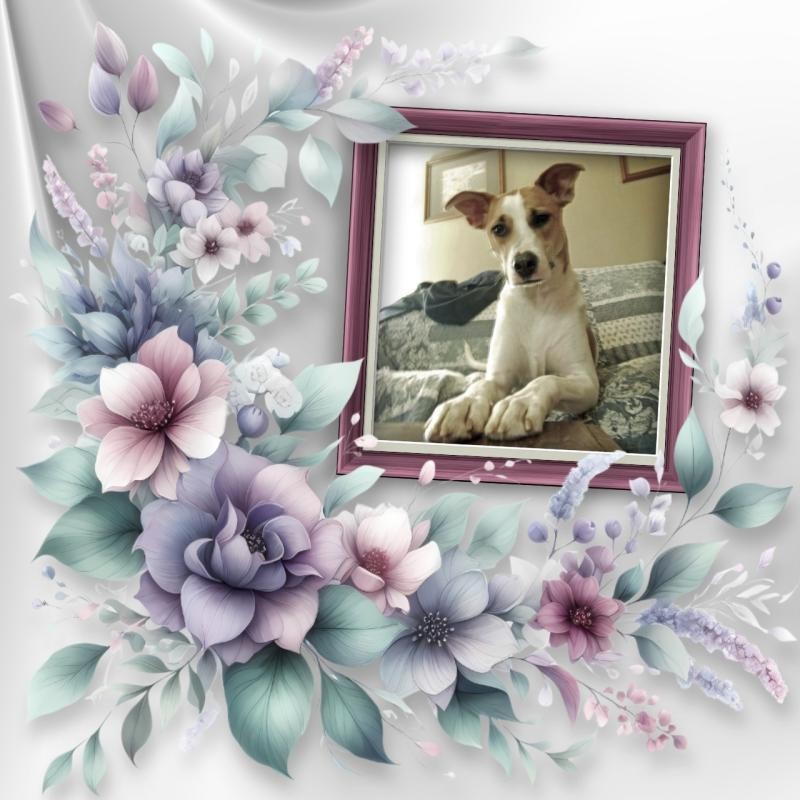 TuckersMom uploaded   50  day/s  ago