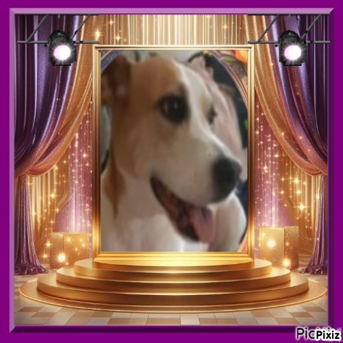 TuckersMom uploaded   50  day/s  ago