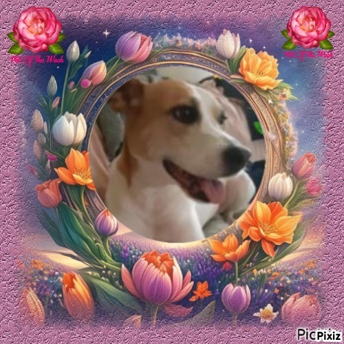 TuckersMom uploaded   50  day/s  ago