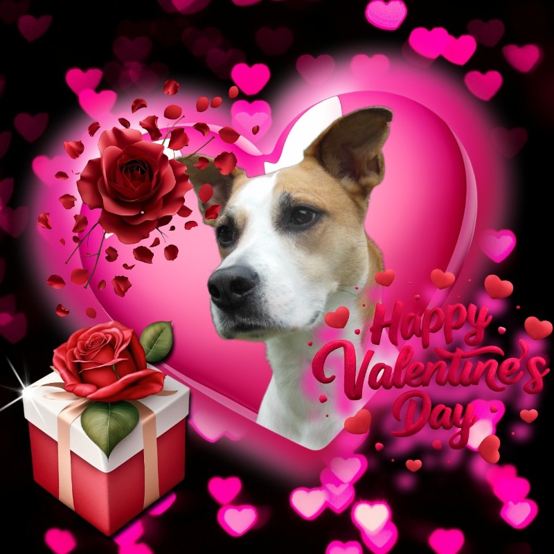 TuckersMom uploaded   50  day/s  ago