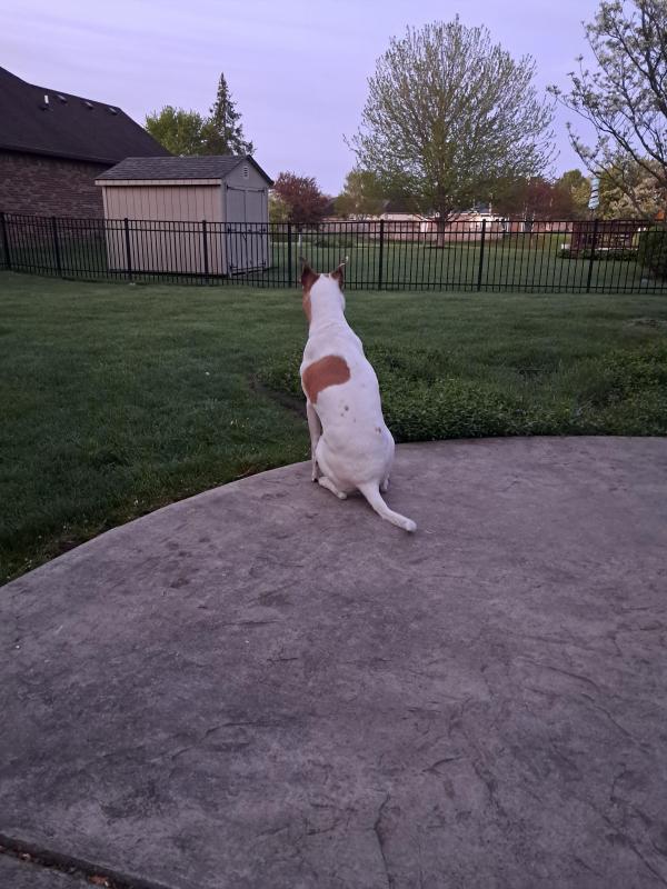 TuckersMom uploaded   363  day/s  ago