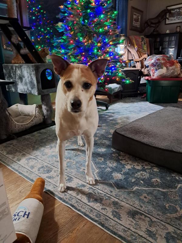 TuckersMom uploaded   135  day/s  ago