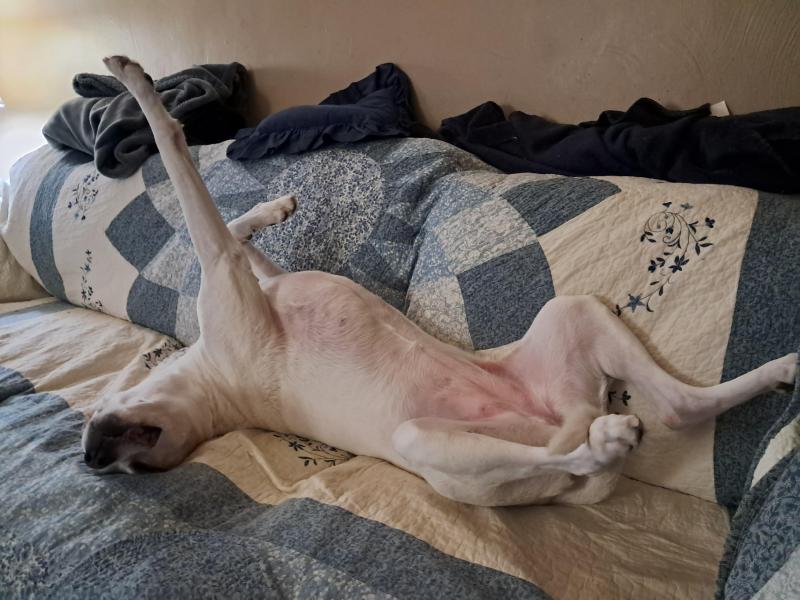 TuckersMom uploaded   43  day/s  ago