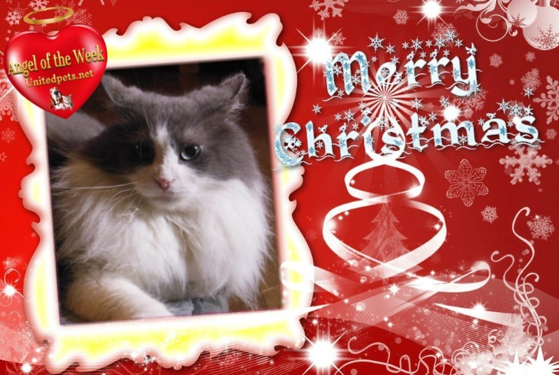 Mouse of the TuckersMom family