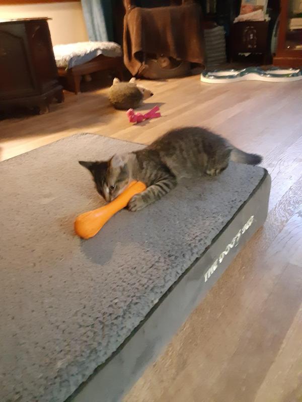 TuckersMom uploaded   190  day/s  ago