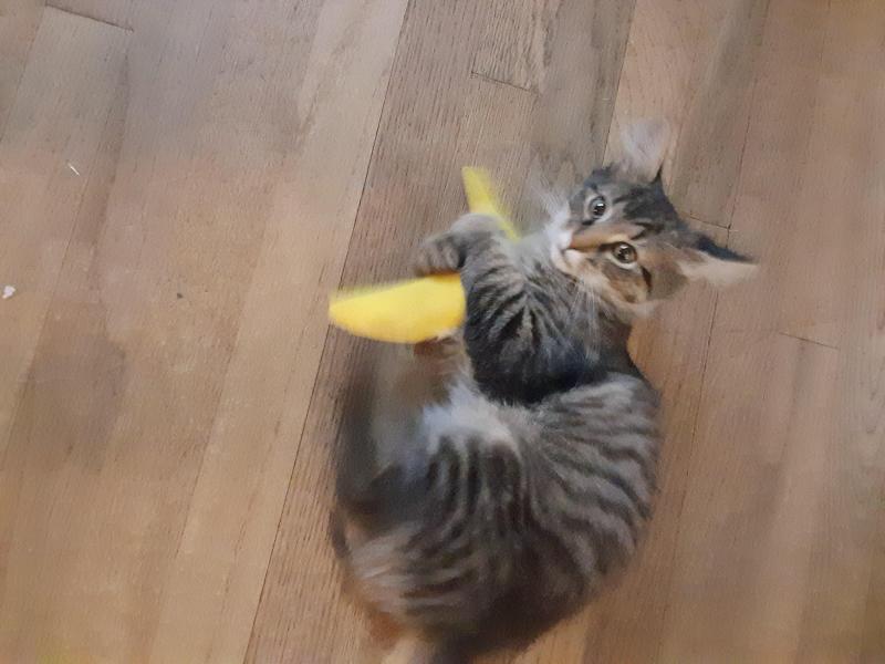 TuckersMom uploaded   190  day/s  ago