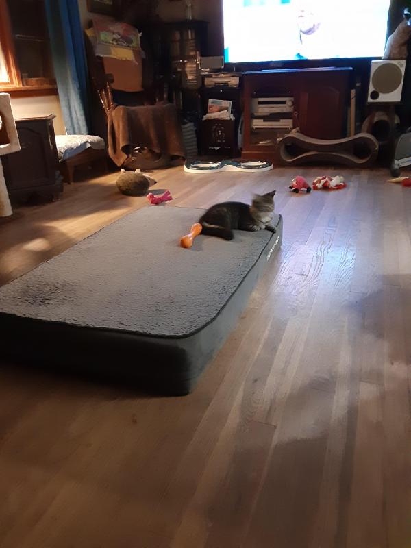 TuckersMom uploaded   190  day/s  ago