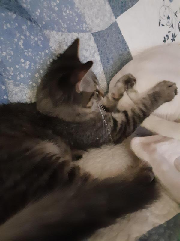 TuckersMom uploaded   190  day/s  ago