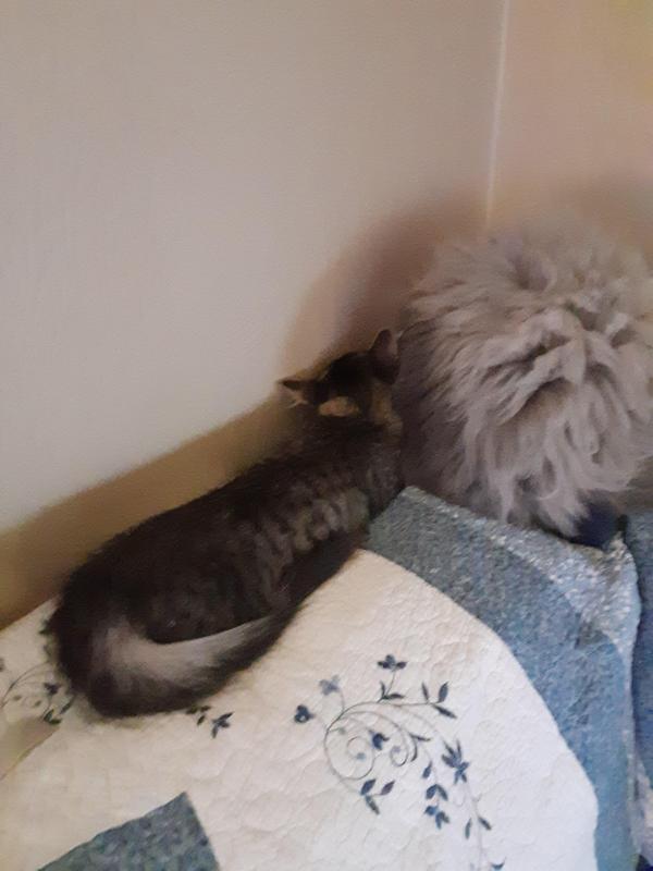 TuckersMom uploaded   190  day/s  ago