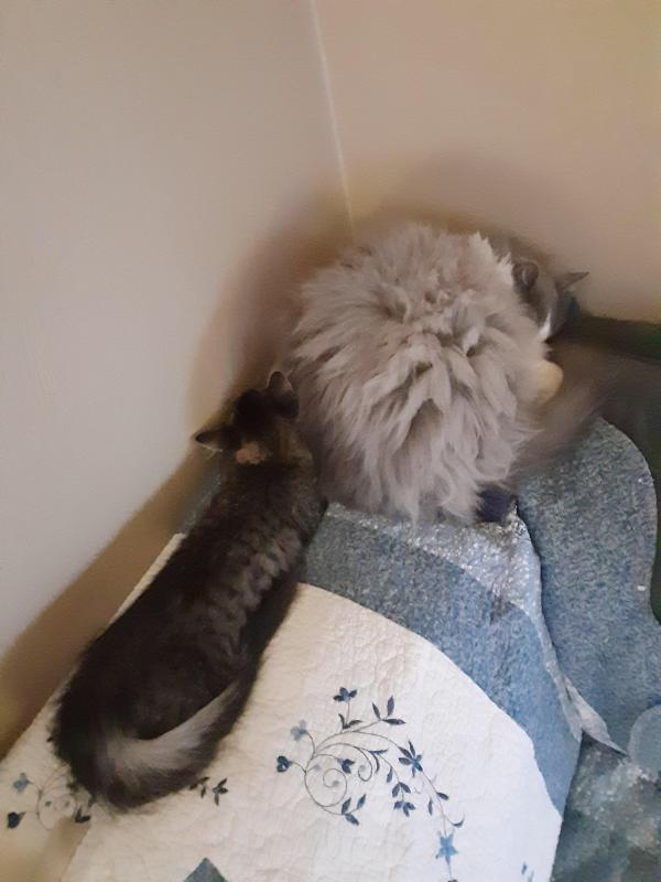 TuckersMom uploaded   190  day/s  ago