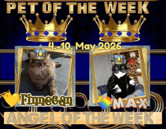 Finnegan of the TuckersMom family