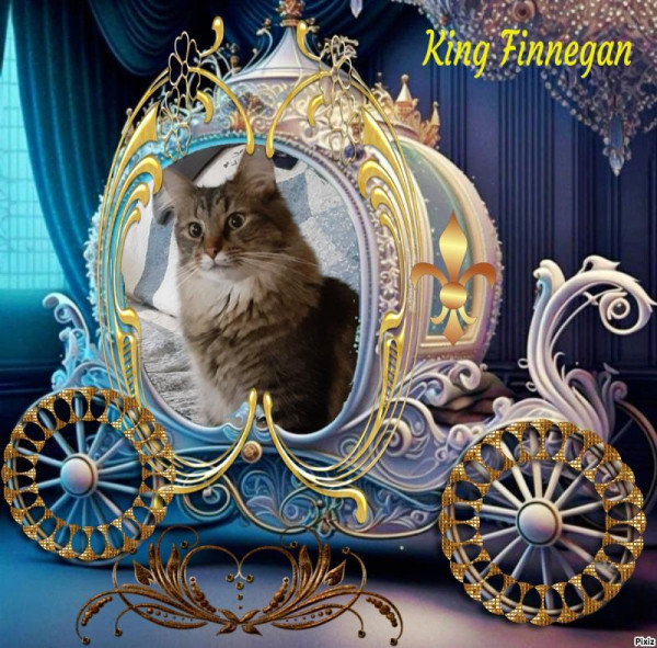 Finnegan of the TuckersMom family