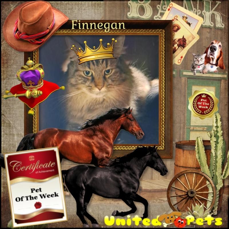 Finnegan of the TuckersMom family