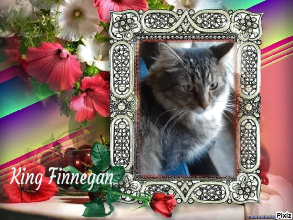 Finnegan of the TuckersMom family