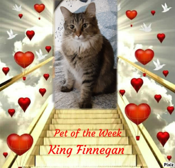 Finnegan of the TuckersMom family