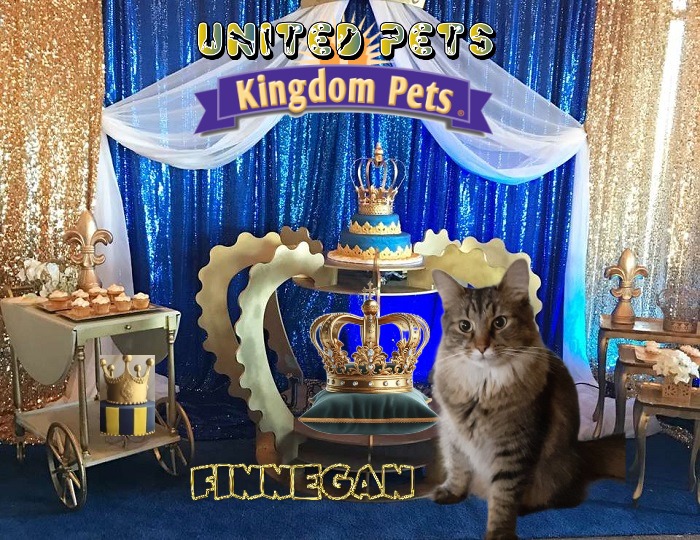 Finnegan of the TuckersMom family