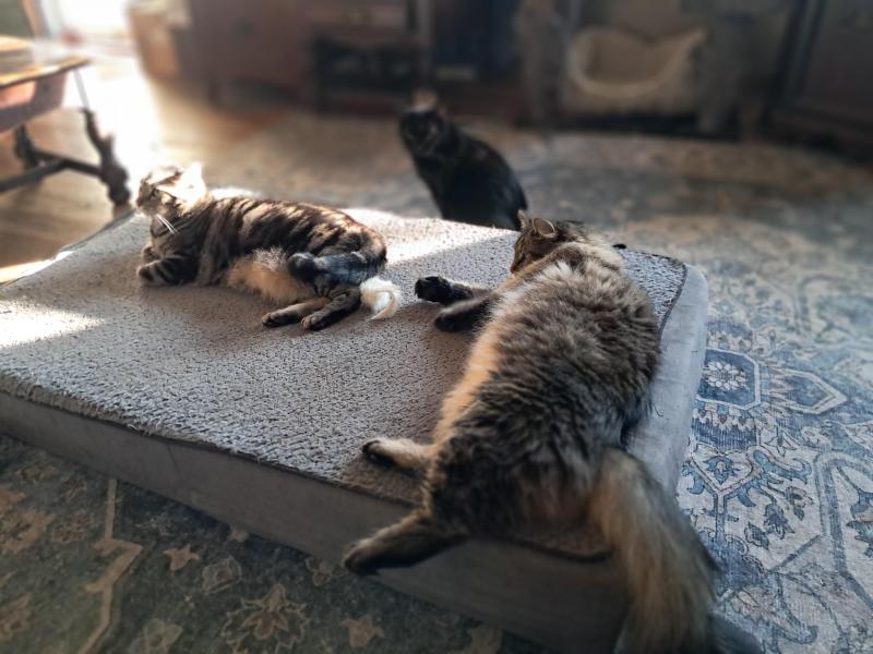 TuckersMom uploaded   150  day/s  ago