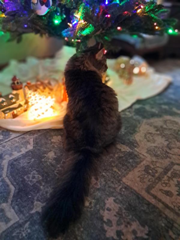 TuckersMom uploaded   120  day/s  ago