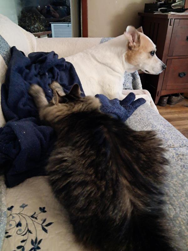 TuckersMom uploaded   135  day/s  ago