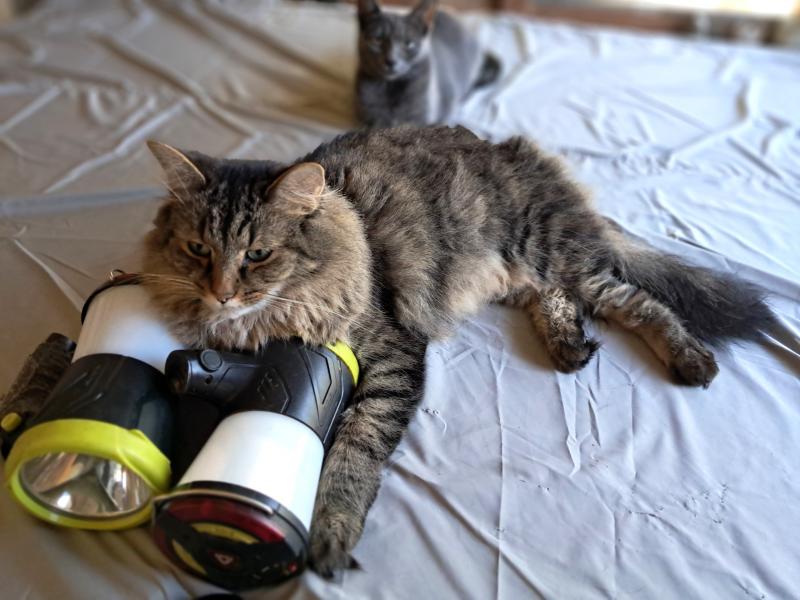 TuckersMom uploaded   212  day/s  ago