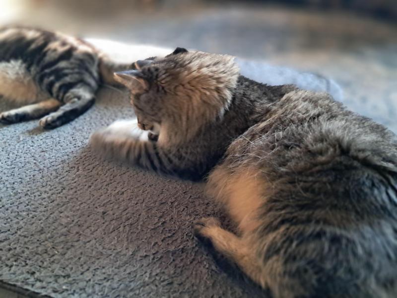 TuckersMom uploaded   150  day/s  ago