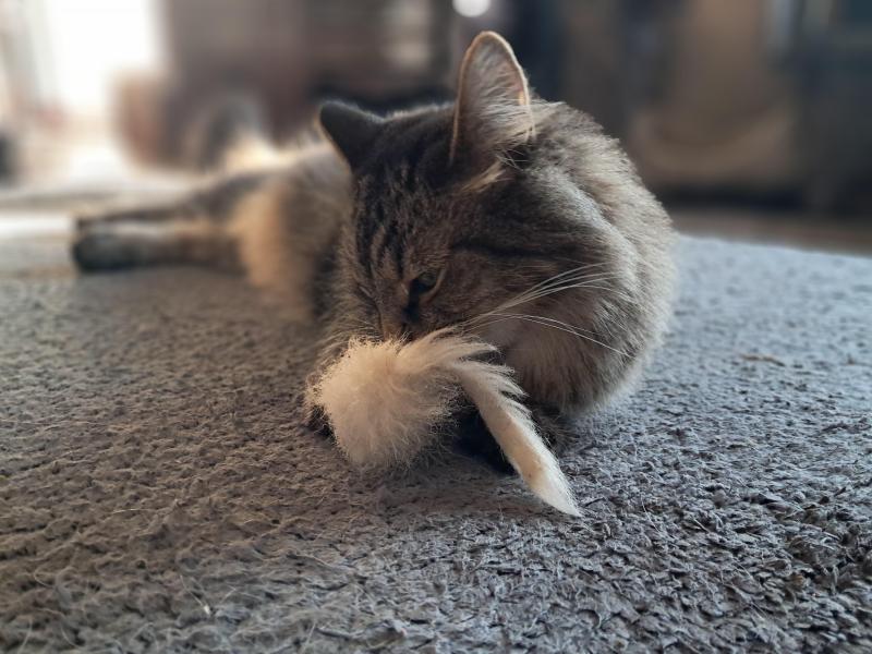 TuckersMom uploaded   150  day/s  ago