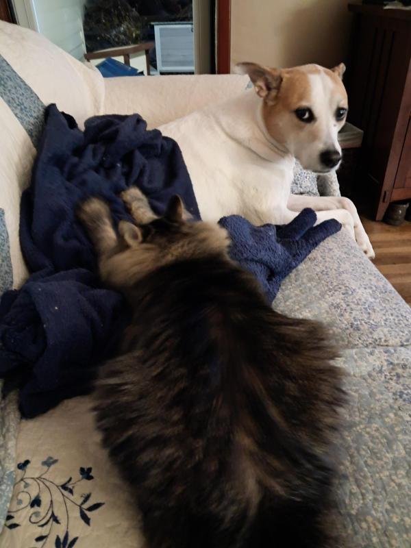 TuckersMom uploaded   135  day/s  ago