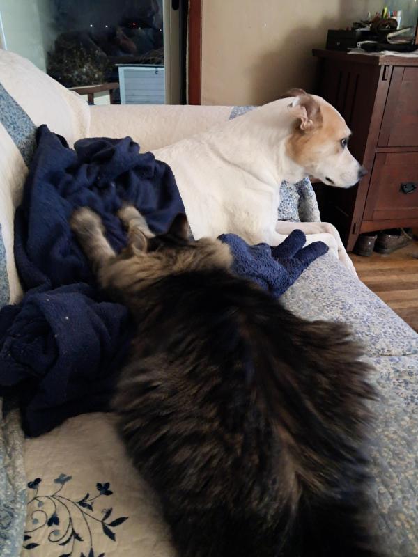 TuckersMom uploaded   135  day/s  ago