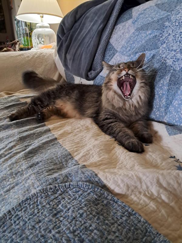 TuckersMom uploaded   93  day/s  ago