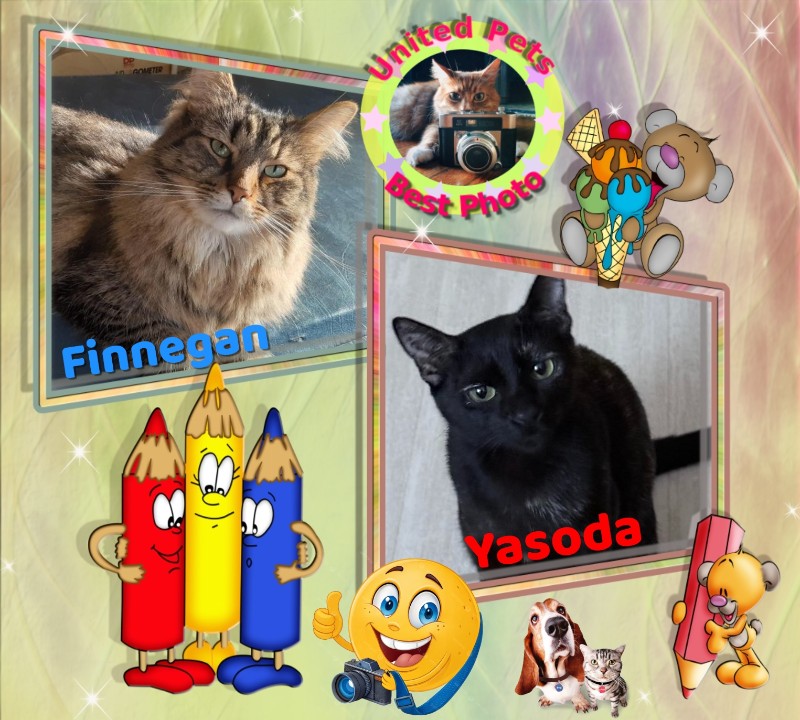 Finnegan of the TuckersMom family