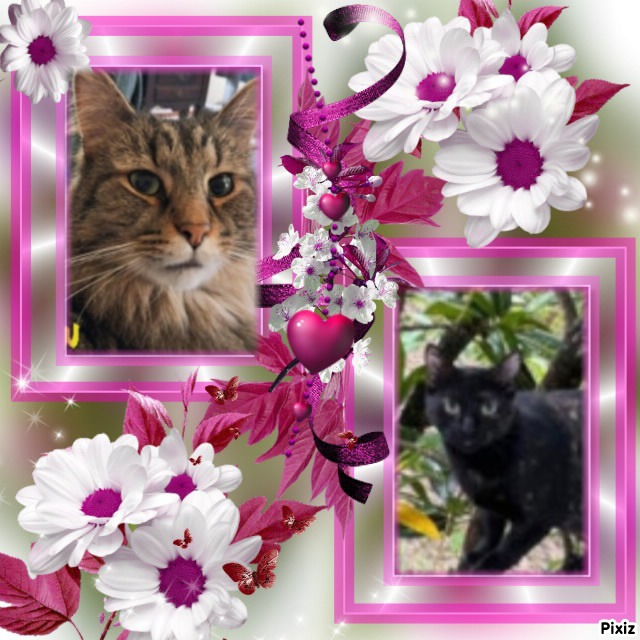 TuckersMom uploaded   27  day/s  ago