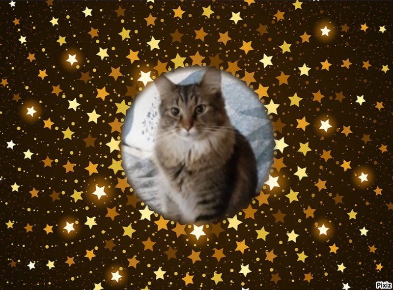 TuckersMom uploaded   51  day/s  ago